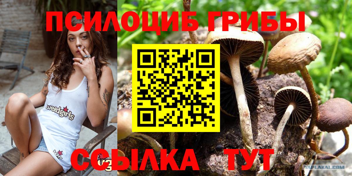 Галлюциногенные грибы мицелий Сосновый Бор